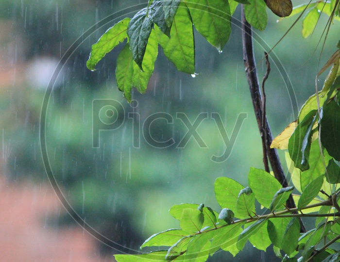 Rain drops on Tree