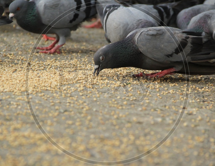 Pigeons being Feeding On Roads Around Charminar