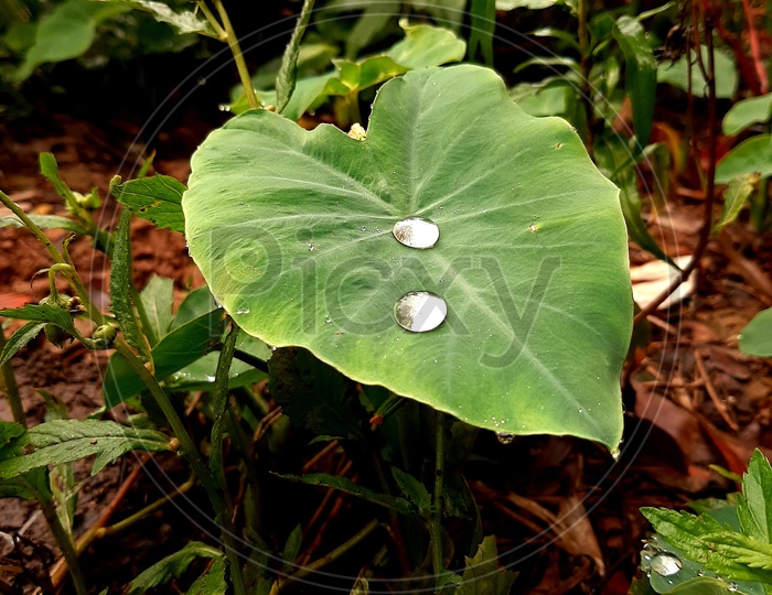 Leaf and a water drop