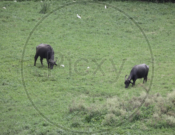 Buffaloes grazing  in Fields