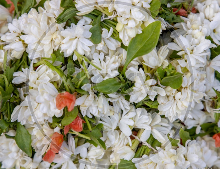 Jasmine  Malli  Puvvu  Flowers