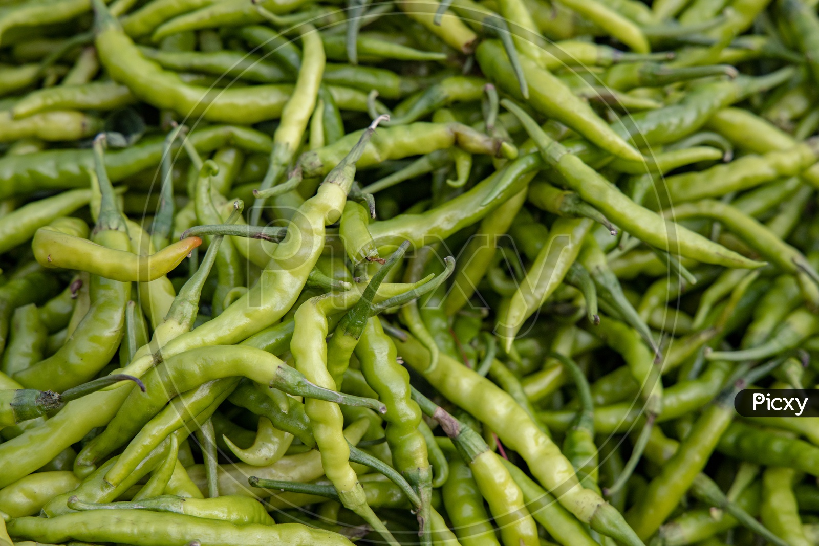 Green Chillies     in a vegetable Vendor Stall