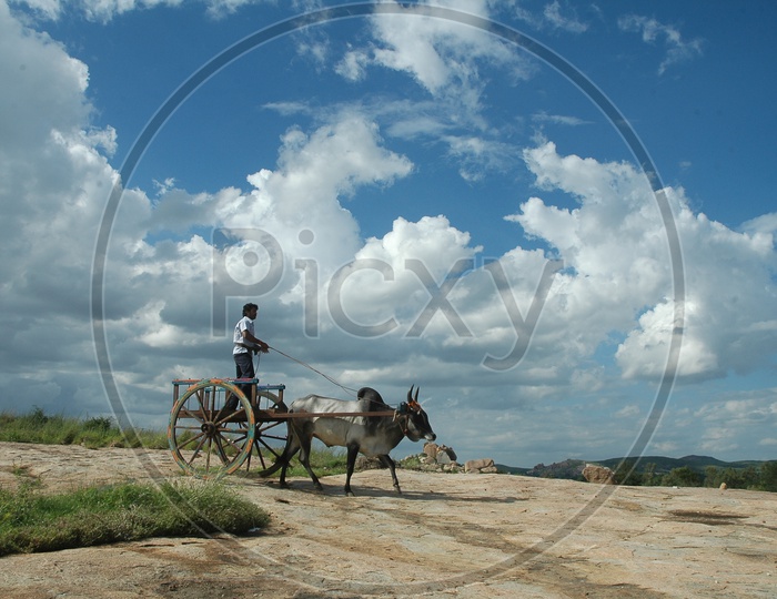 Bullock Cart Riding On Rock Hill