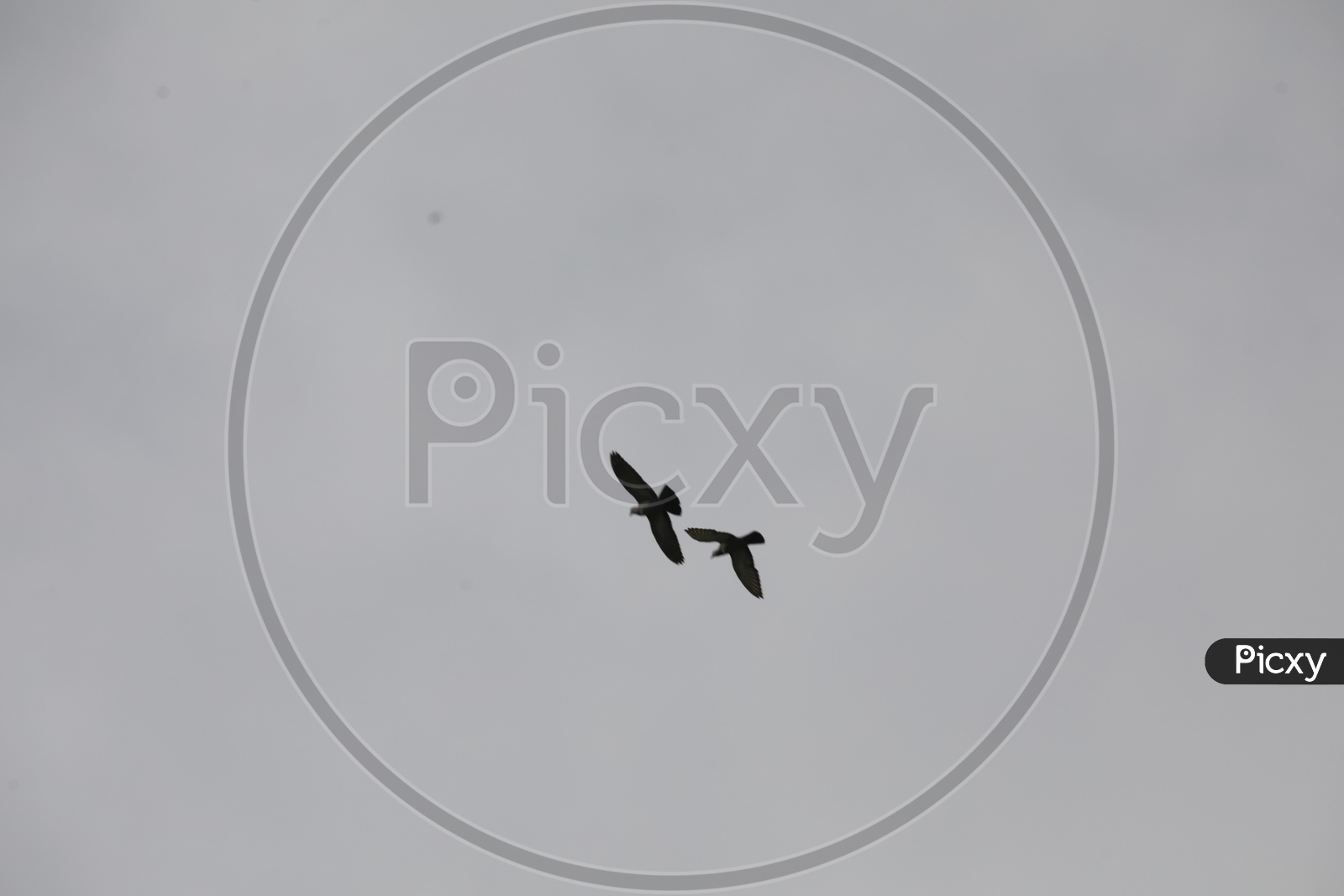 Pigeon Couple Flying in Sky