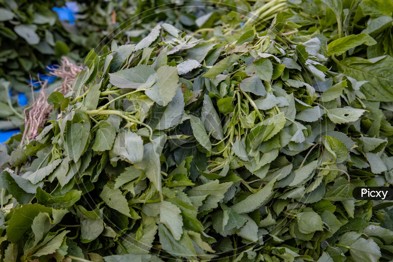 Green Leafy  vegetables  in  a Vendor Stall