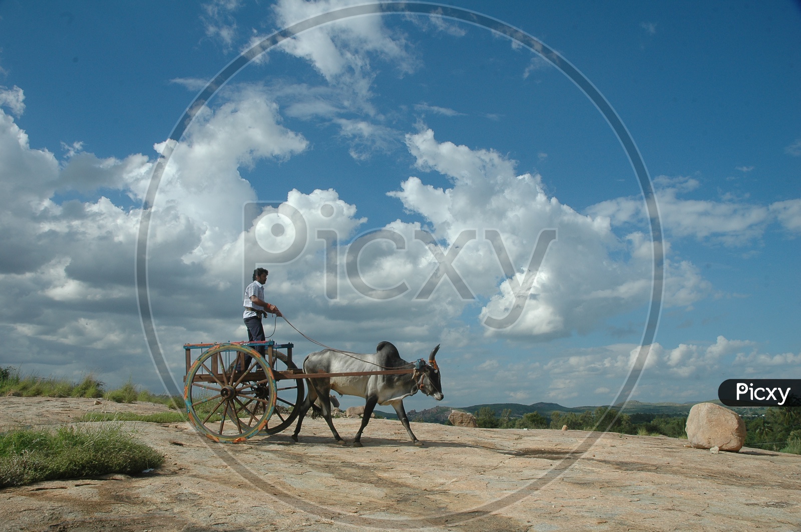 Riding Bullock Cart in standing position