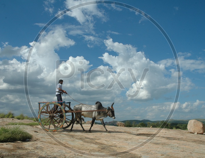Riding Bullock Cart in standing position