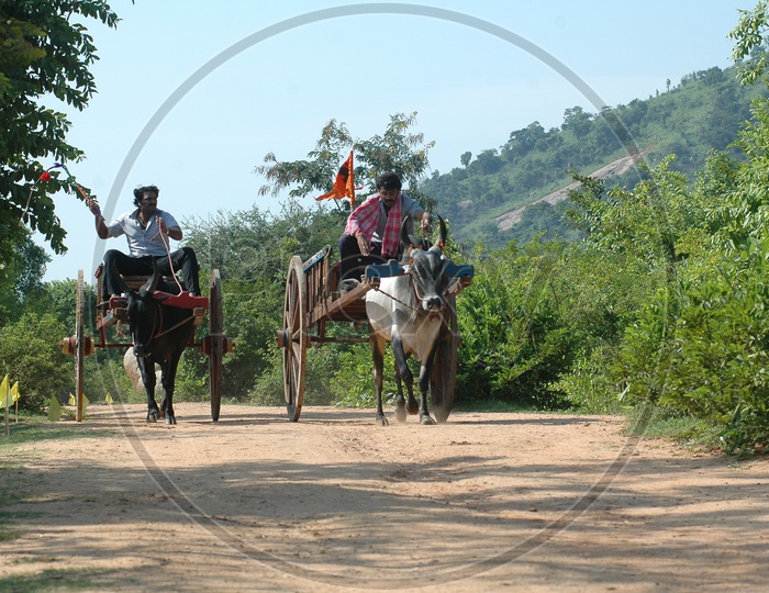 Bullock Cart Rides  on Rural Village Roads