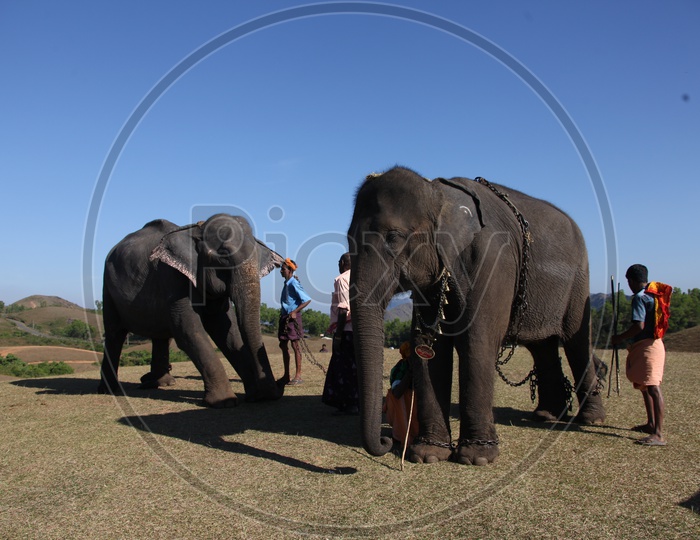 Elephants With Mahout