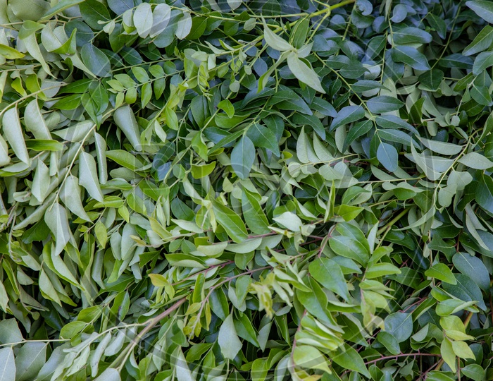 Curry Leaves  in a Vendor Stall