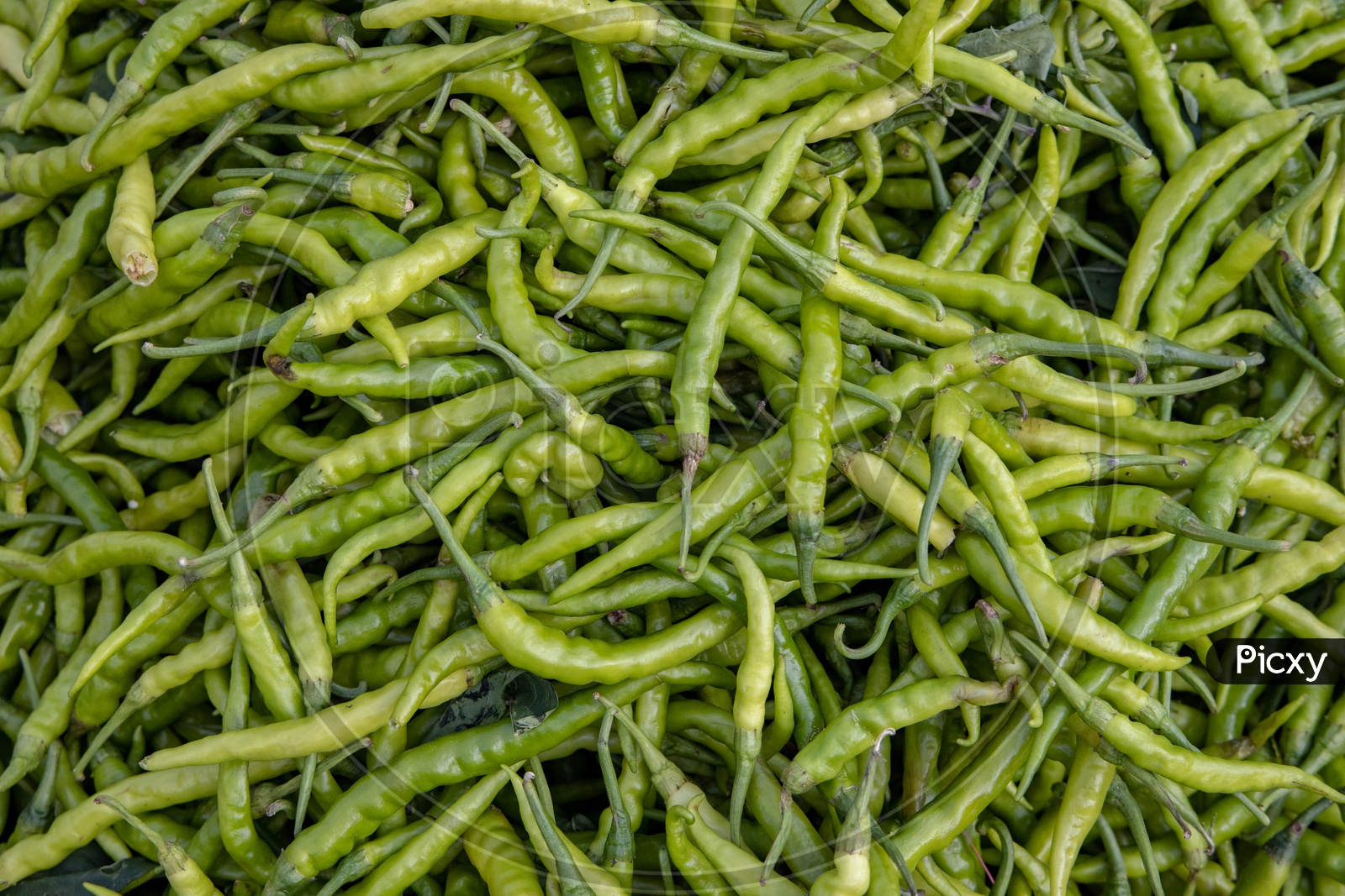 Green Chillies     in a vegetable Vendor Stall