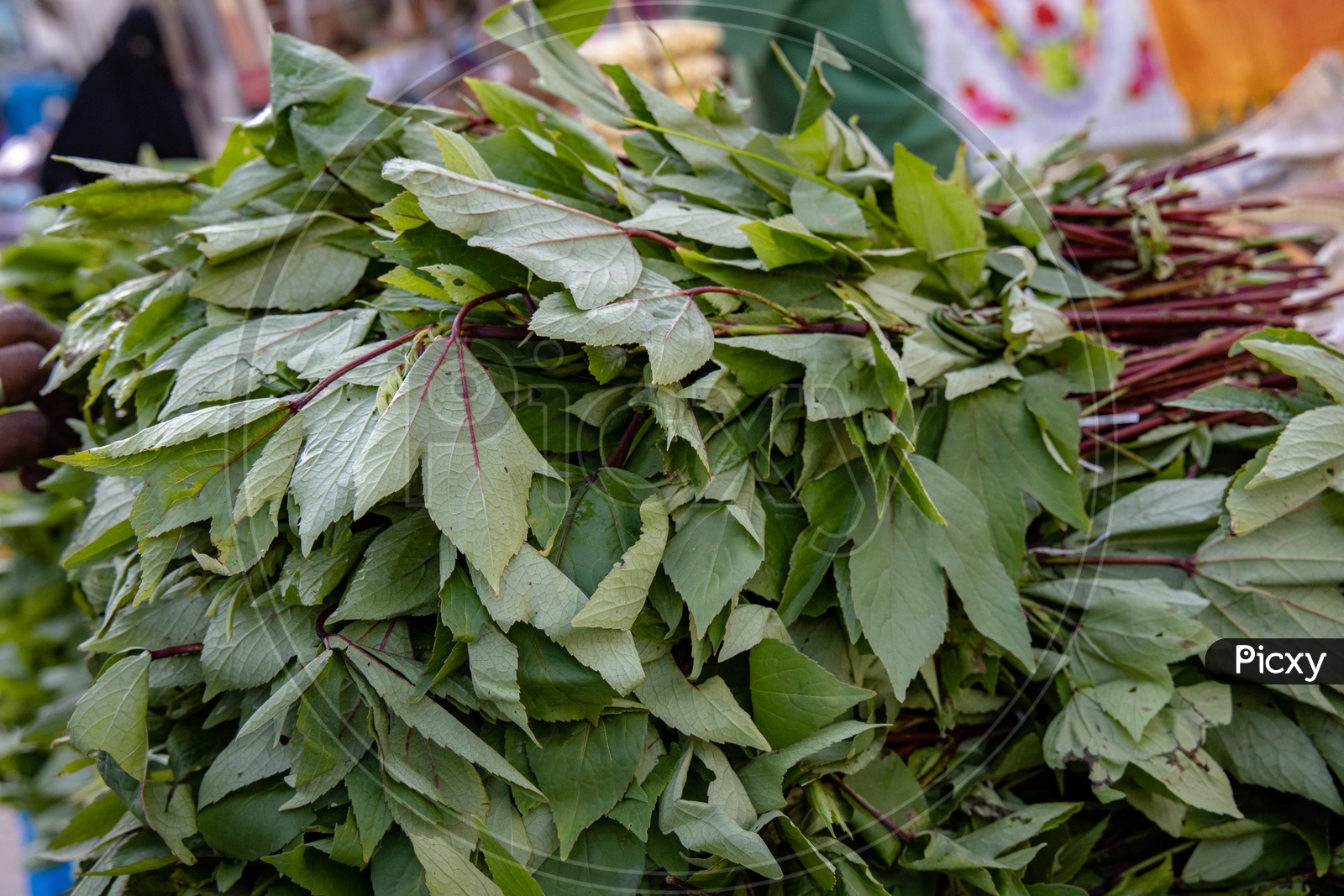 Gongura  Mesta  Green Leafy Vegetables In a Vendor Stall