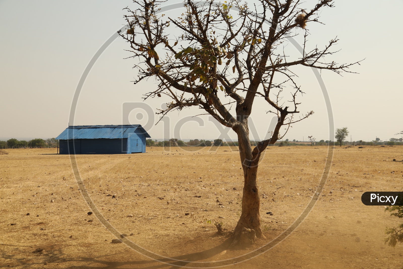 A Shed In a Barren Land