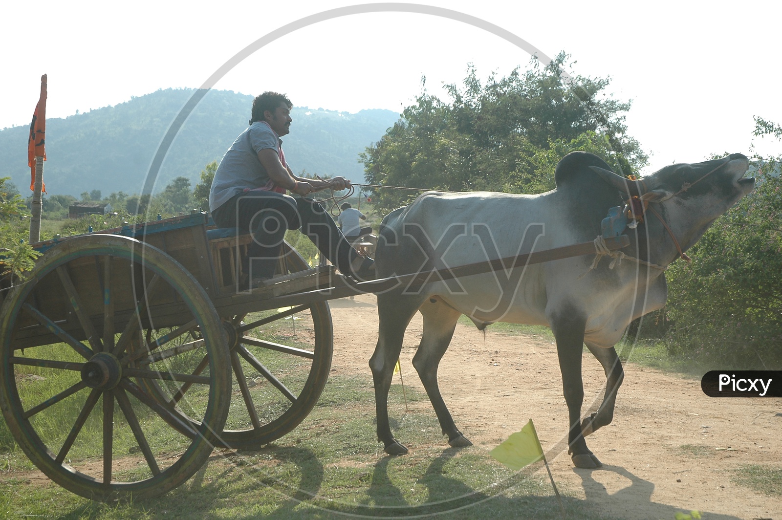 close up Bullock Cart Rides  on Rural Village Roads
