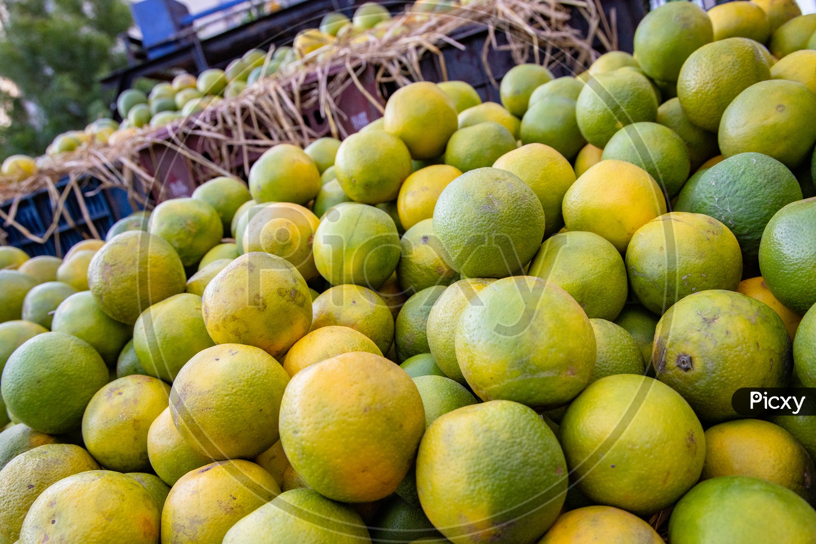 Oranges  in a Fruit Vendor Stall