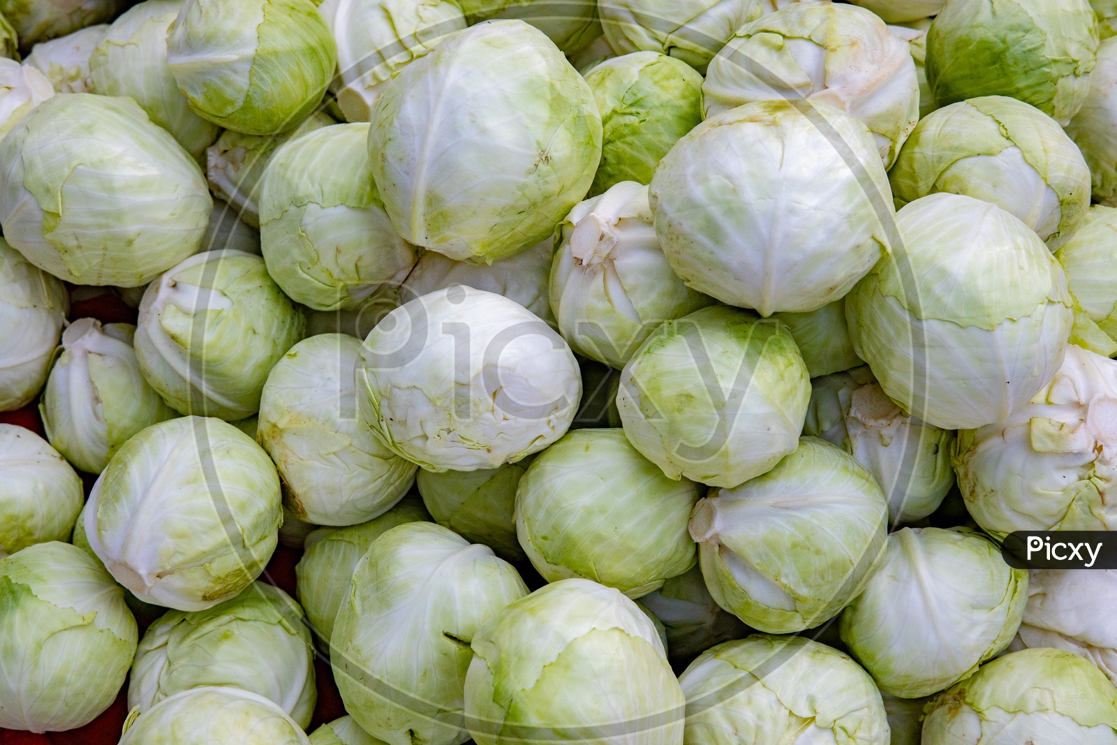 Cabbage  in a Vegetable Vendor Stall