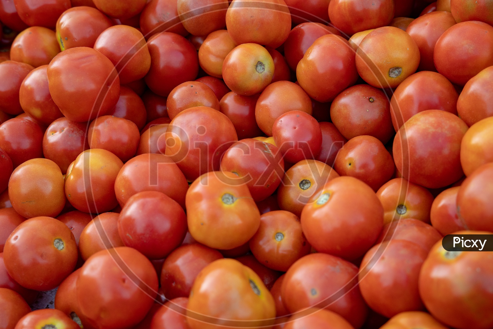 Tomatoes  In a Vegetable Vendor Stall