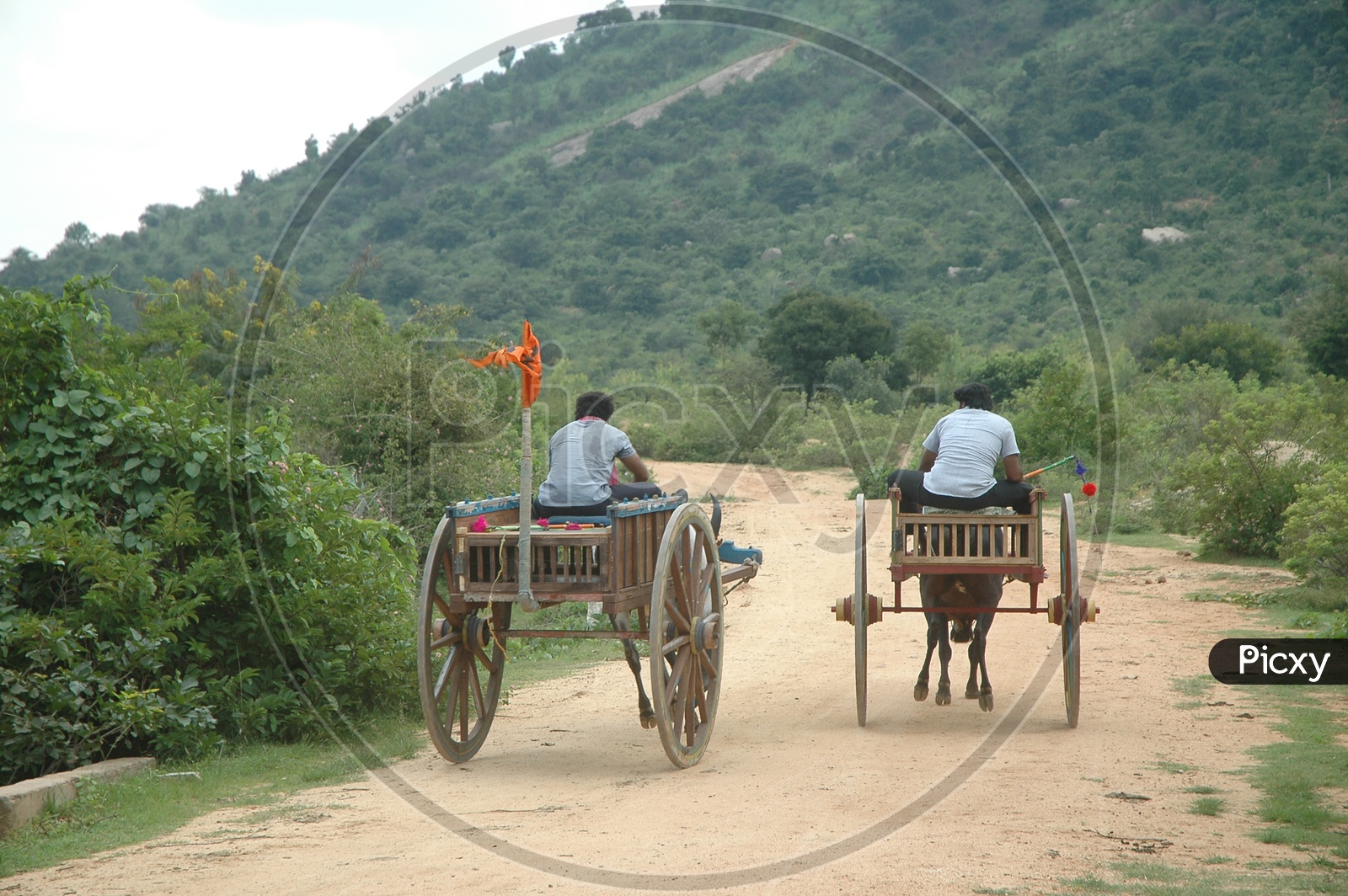 Bullock Cart Rides  on Rural Village Roads