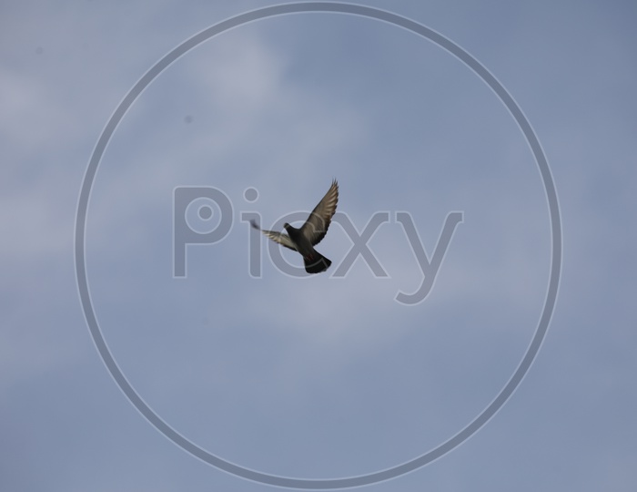 A Pigeon  Flying In Sky