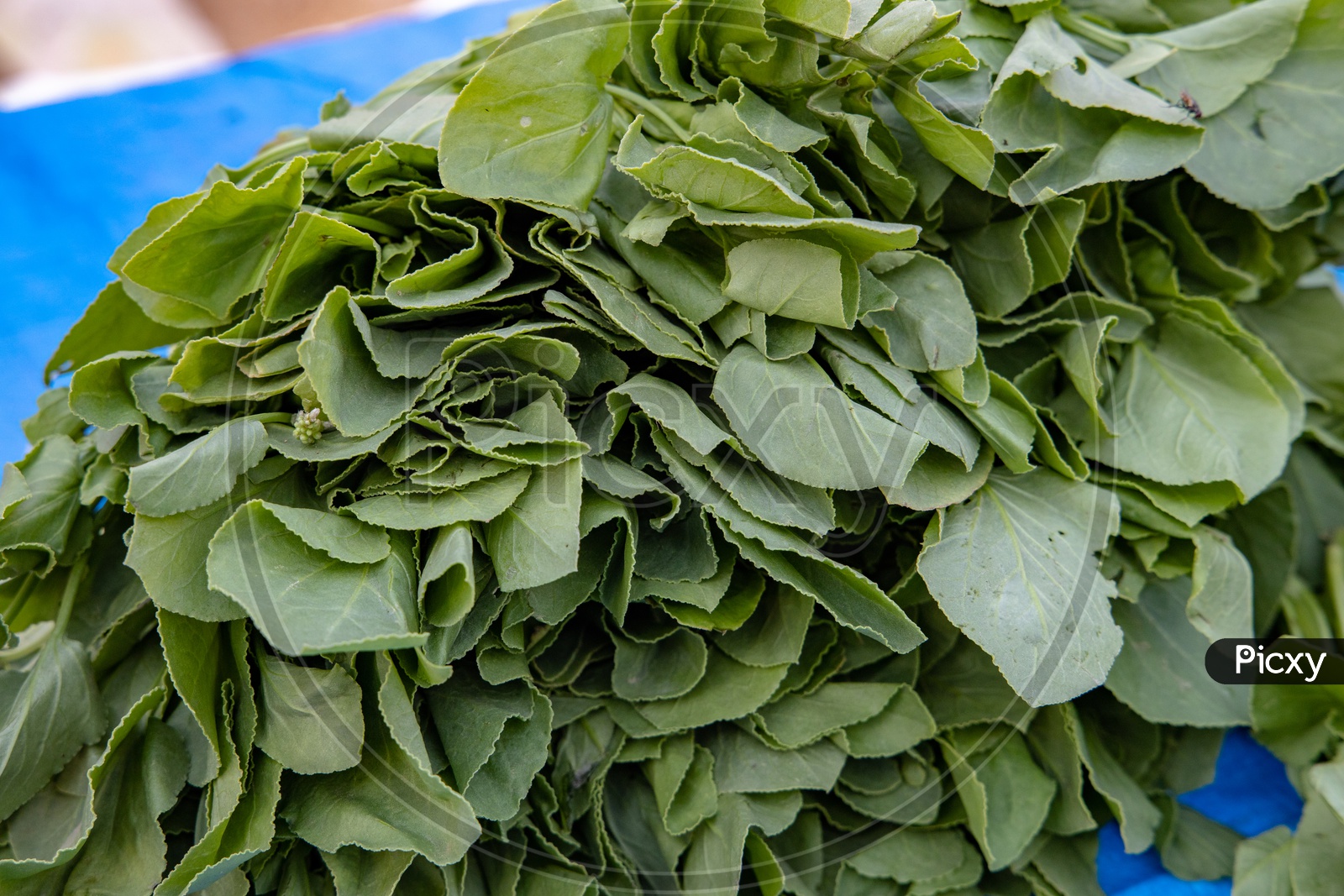 Spinach Palakura  Green Leafy Vegetables    in a vegetable Vendor Stall