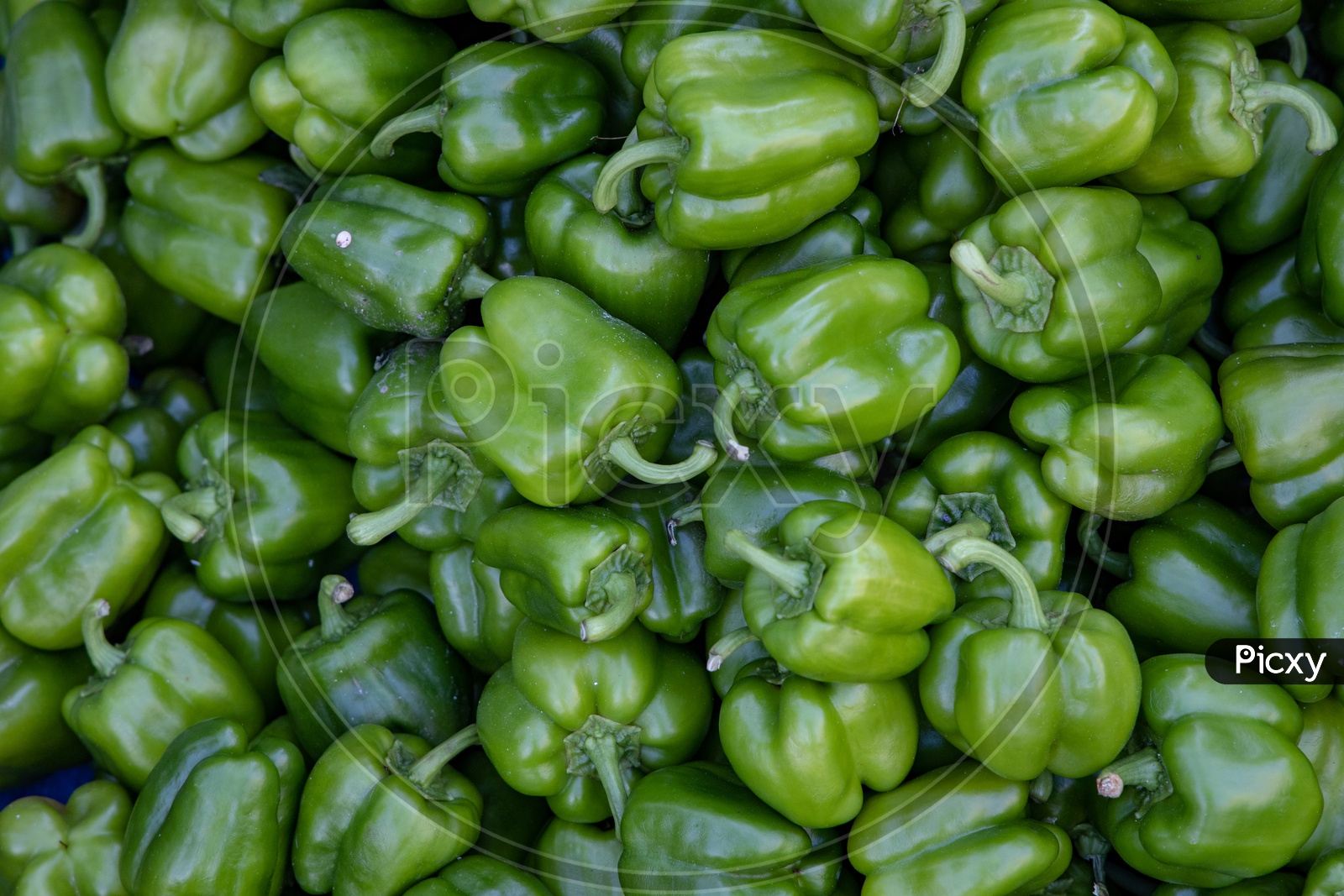 Green Capsicum   in a Vegetable Vendor Stall