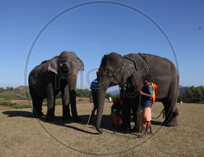 Elephants With Mahout