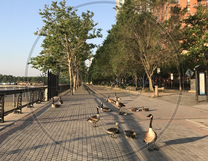 When ducks go for a morning walk