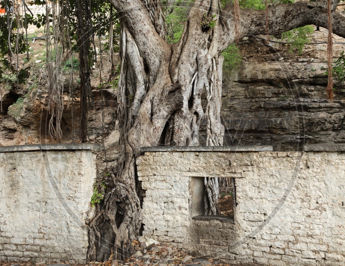 A Big Banyan Tree With Grown Roots  At Hindu Temple Premise