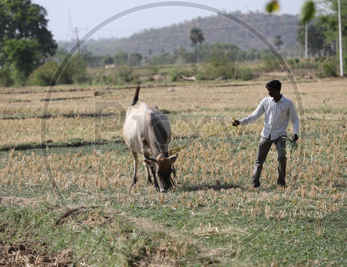 A Farmer Feeding His Ox Or bull In Dried Farm Lands