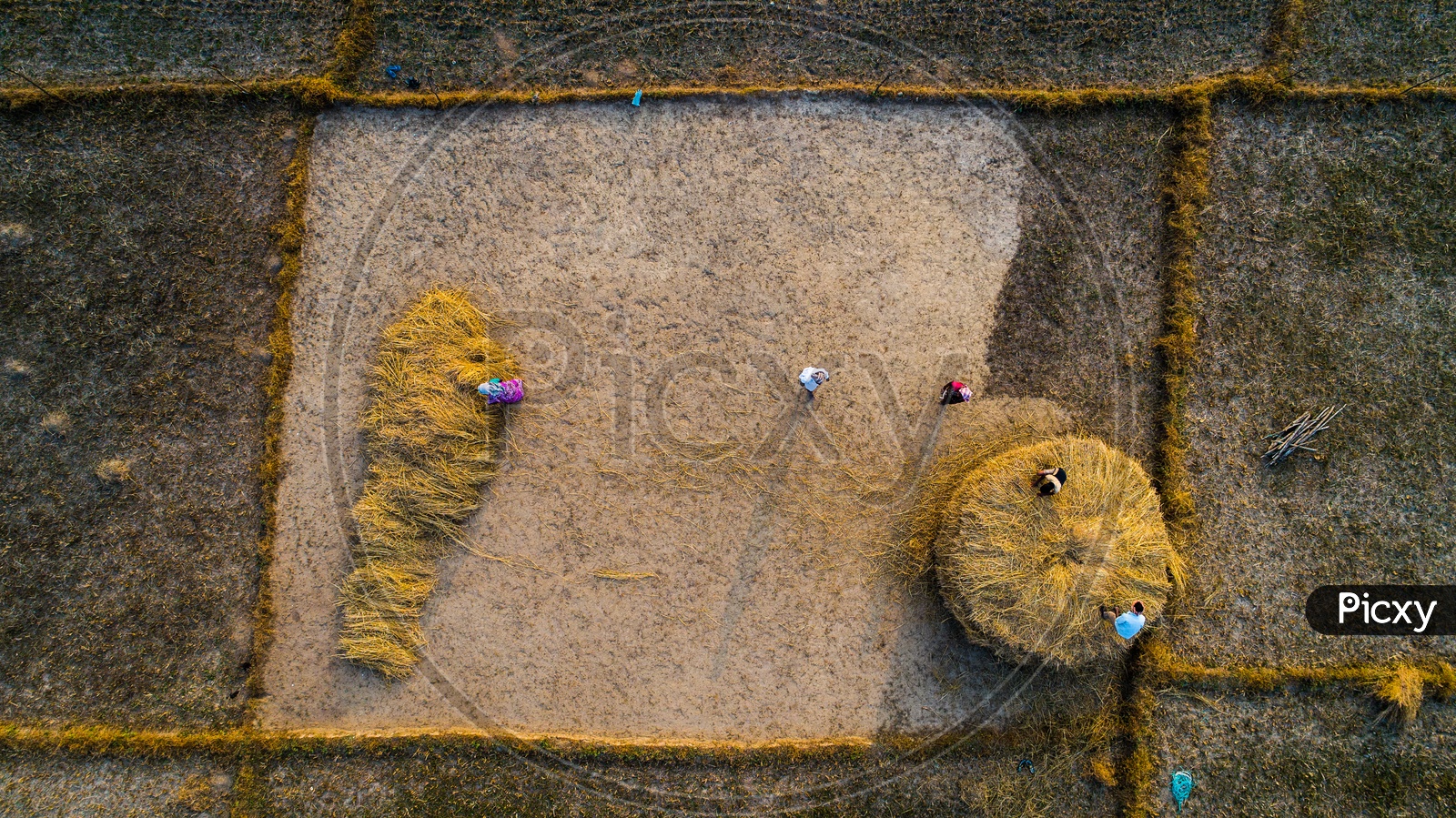 Aerial View Of Indian Farmers With Paddy Harvest In Fields