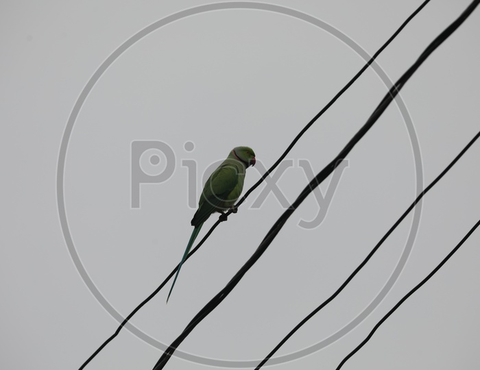 Parrot Bird  On Electric Cables
