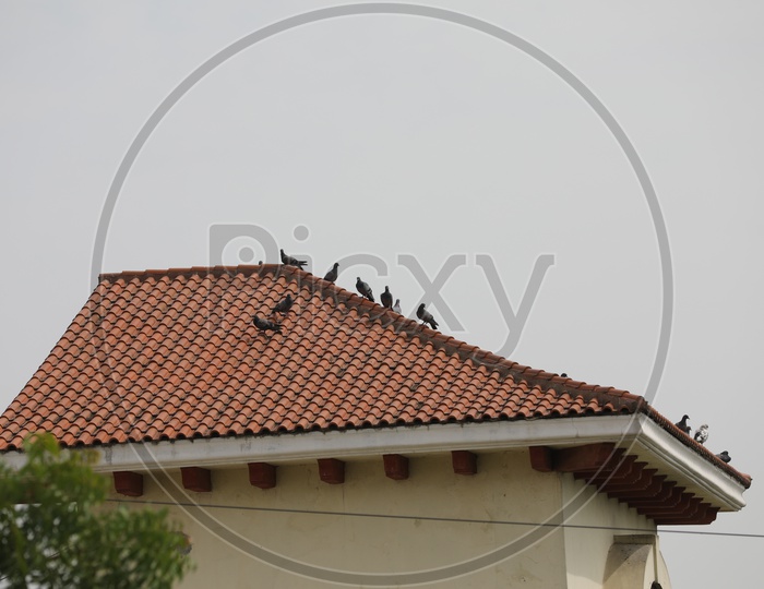 Pigeons On a House Roof
