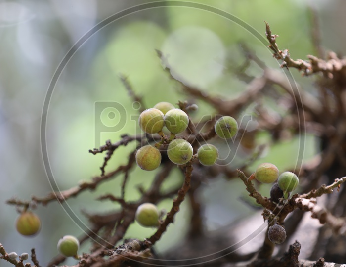 Fig or Anjeera  Fruit Growing on tree Closeup