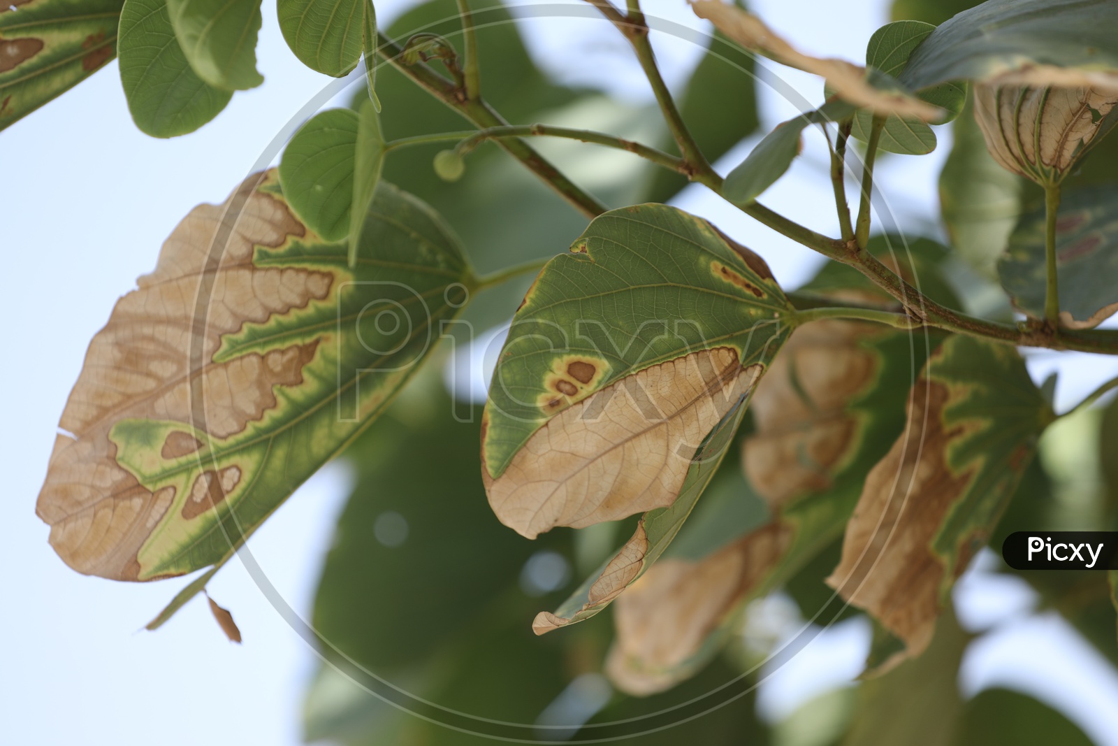 Plant Leaf Diagnosis or Dried Leaf Disease or Yellow Leaf Curl Virus