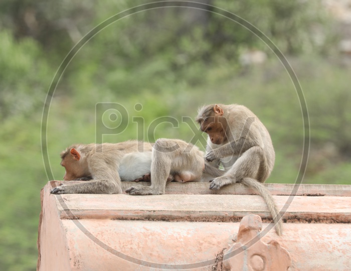 Monkey or Indian Macauque   On  Indian Temple Roofs