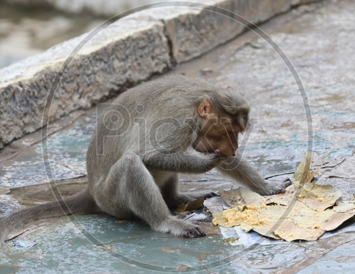 Monkey or Indian Macauque  Eating