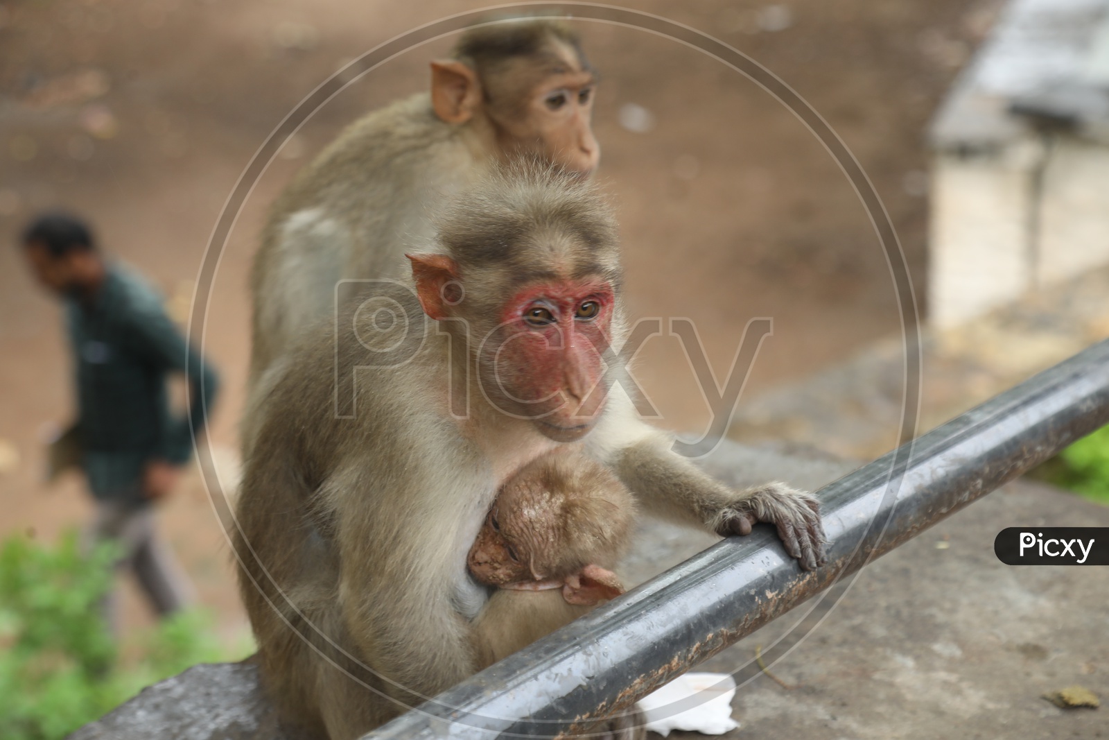 Monkey Or Indian Macauque With Baby