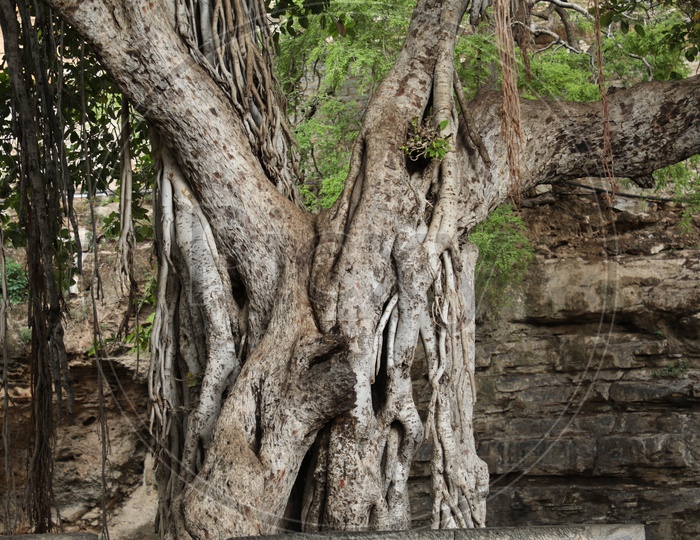 A Big Banyan Tree With Grown Roots  At Hindu Temple Premise