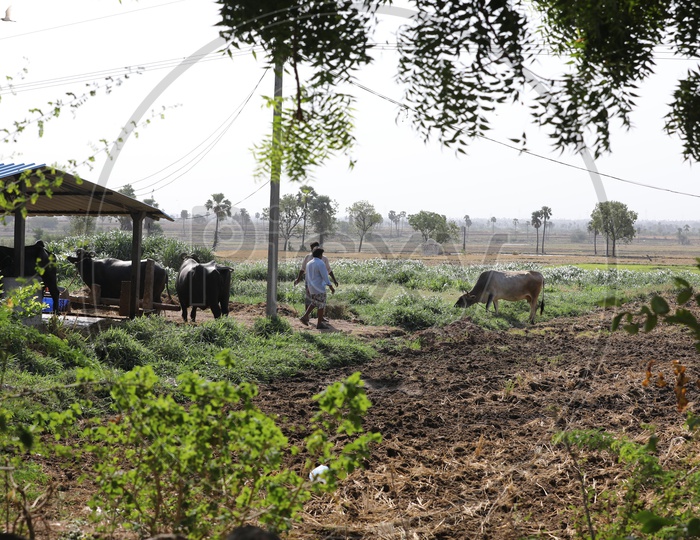 Buffalo Or Cattle Farms in Rural Villages