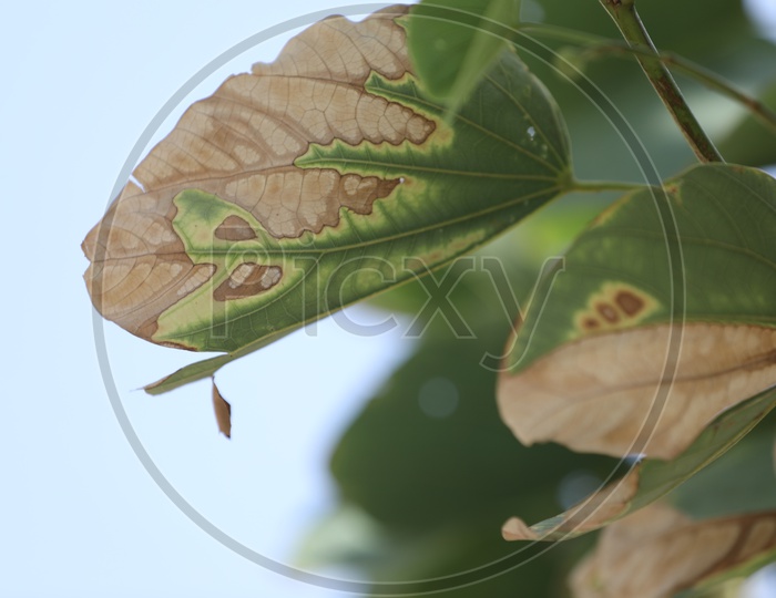 Plant Leaf Diagnosis or Dried Leaf Disease or Yellow Leaf Curl Virus