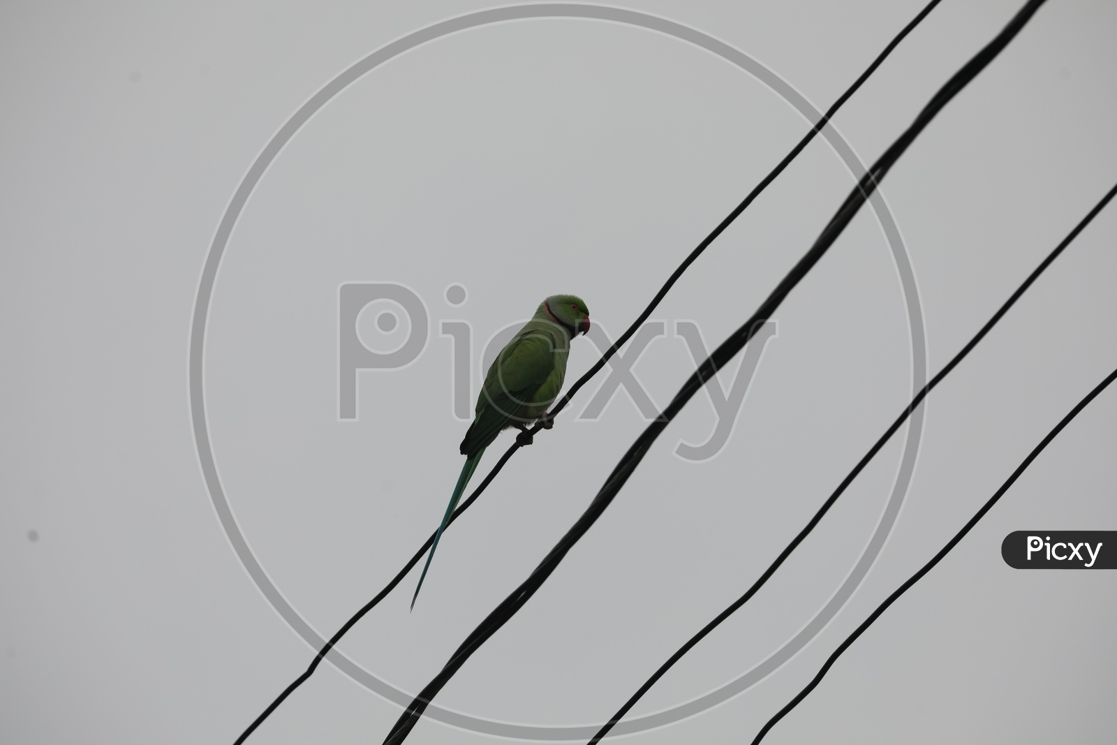 Parrot Bird  On Electric Cables