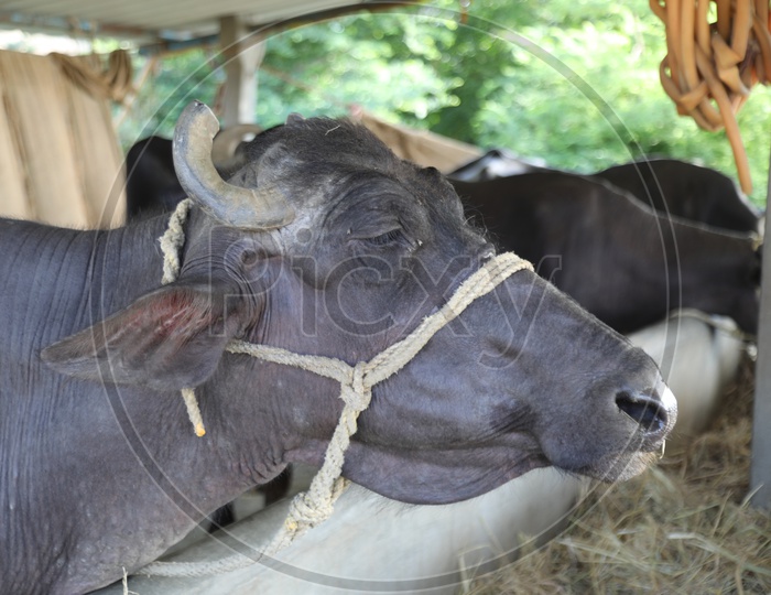 Buffaloes Or Cattle In Farms Of Rural Villages