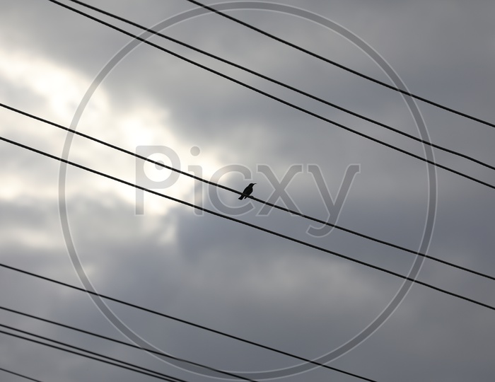 Bird On the Electric Wires Or Cables