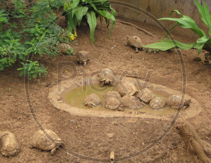Turtles at srikurmam temple