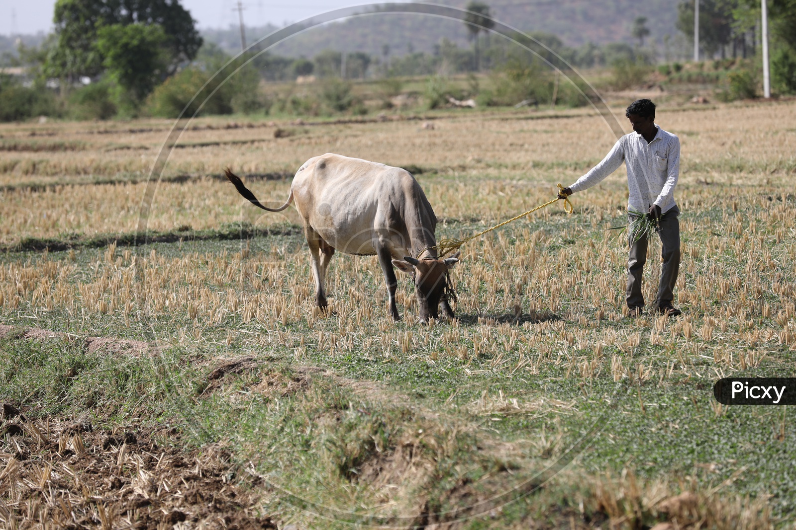 A Farmer Feeding His Ox Or bull In Dried Farm Lands