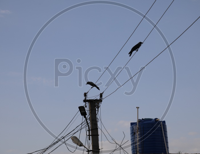 Crows Sitting on The Electric Cables