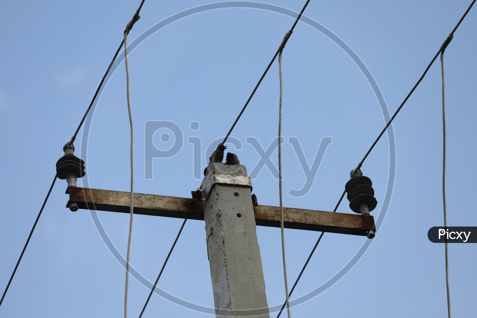 Bird On the Electric Wires Or Cables or Poles
