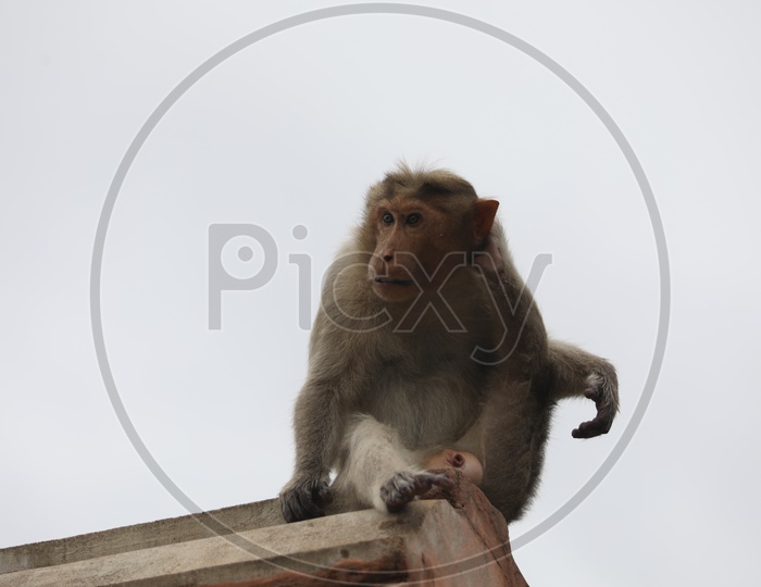 Monkey Or Indian Macauque on Hindu Temple Roofs