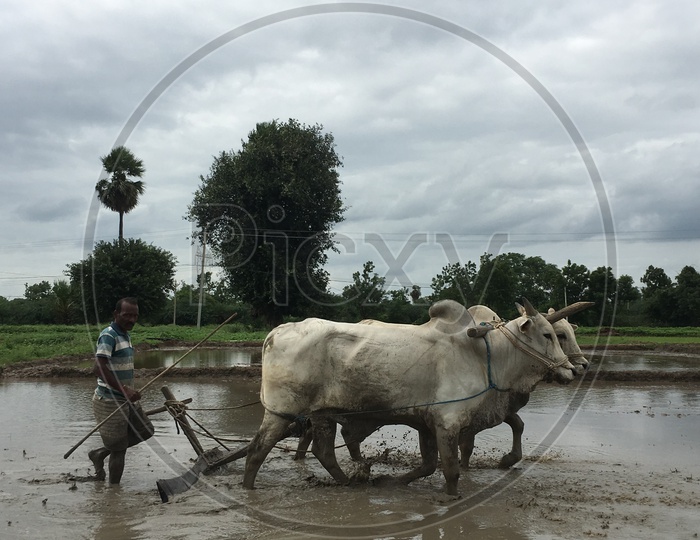 Indian Farmer Ploughing Field With Bulls In Traditional Way