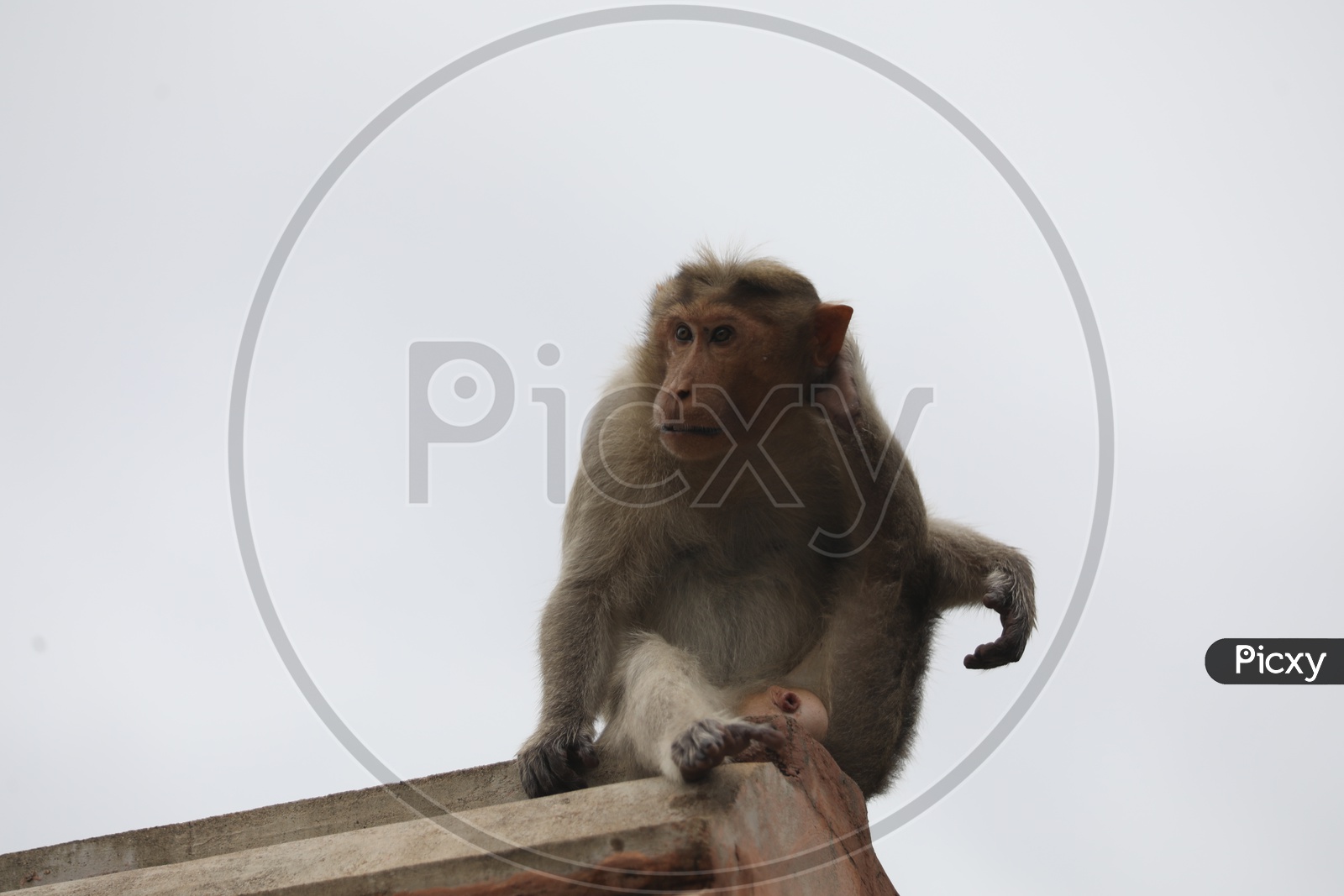 Monkey Or Indian Macauque on Hindu Temple Roofs